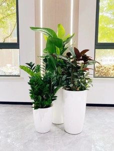 专业租摆镇海盆景,满足您的绿植需求